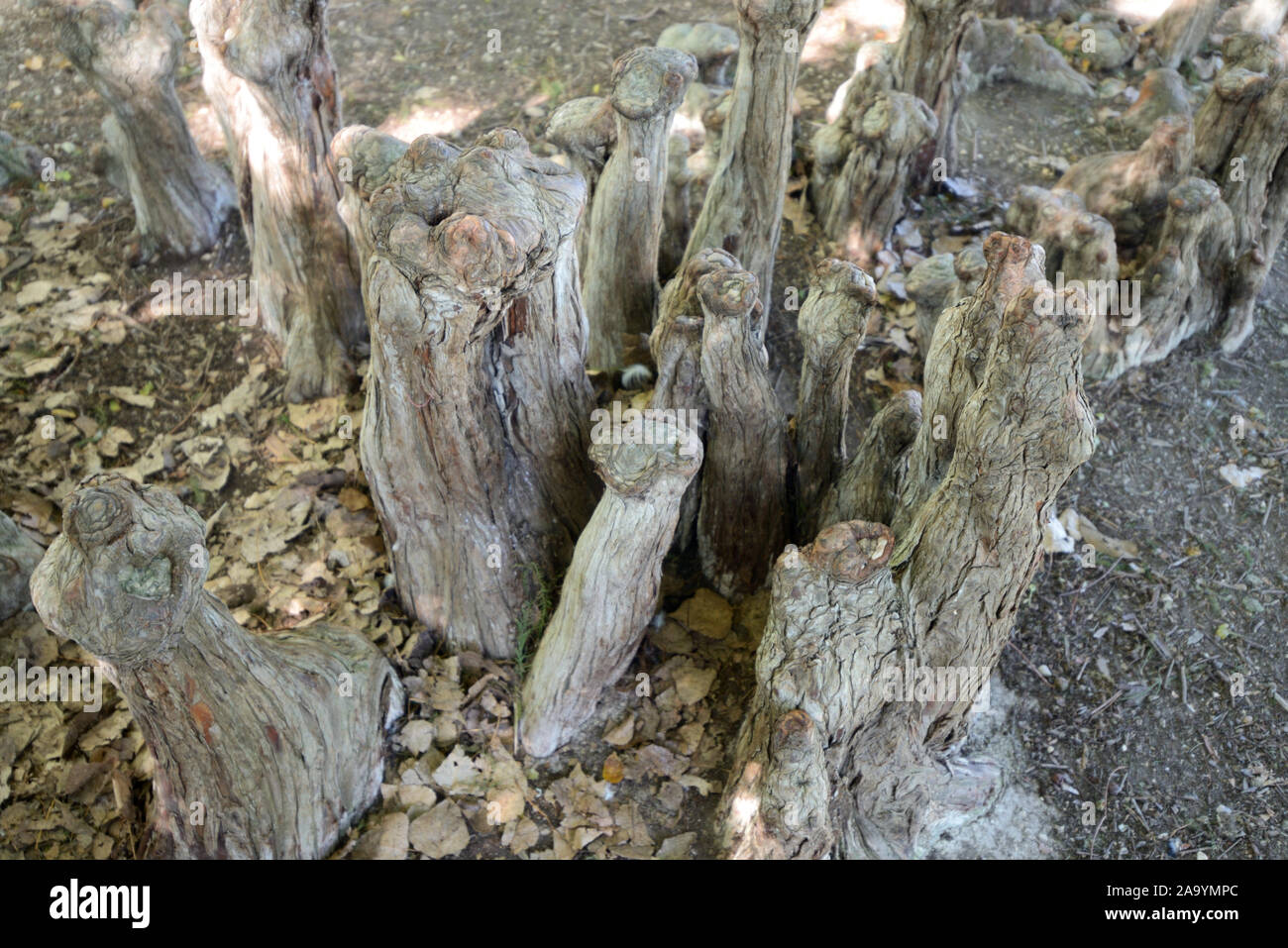 Cypress Knien oder Pneumatophores der Zypresse distichum Taxodium distichum in Borely botanischen Garten oder Park Marseille Frankreich Stockfoto