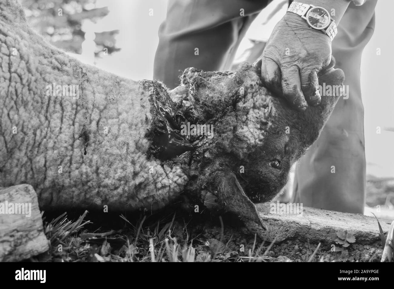 Tötung von Schafen, die traditionelle "barbacoa zu kochen" in Hidalgo, Mexiko. Stockfoto