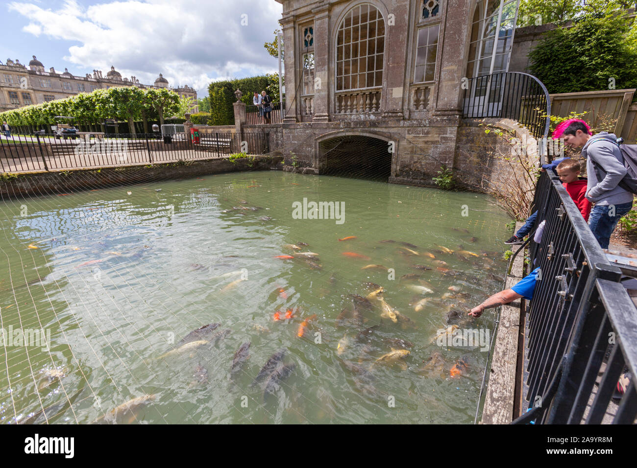 Berühren Sie die Fische in einem Teich in Longleat House, Wiltshire, England, Großbritannien Stockfoto