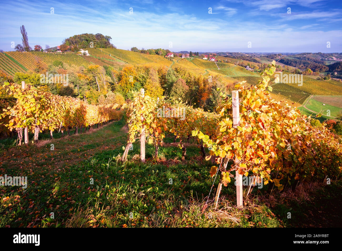 Weinberge im Herbst in Slowenien nahe der Grenze zu Österreich im Süden der Steiermark. Stockfoto