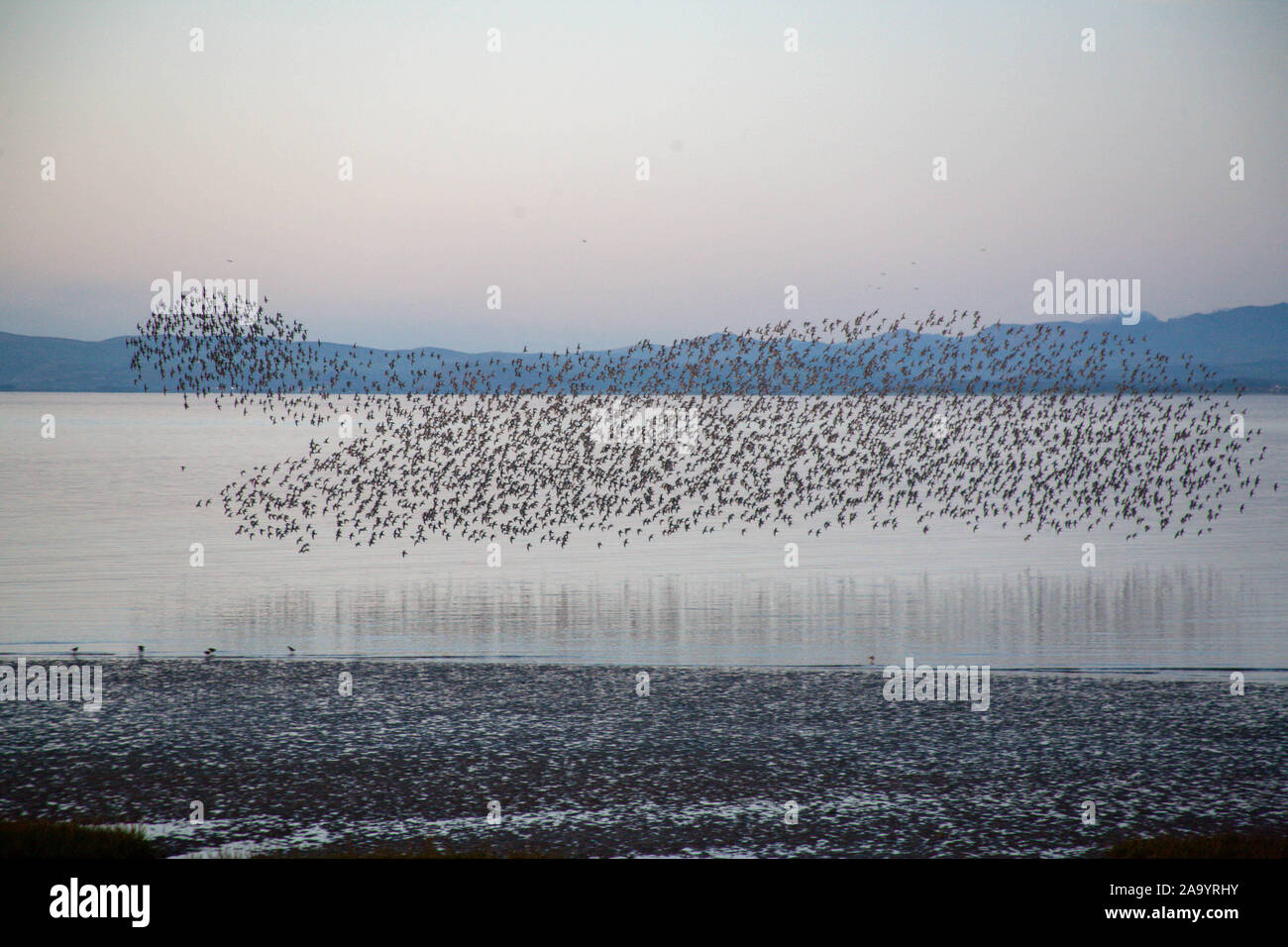 Heysham, Lancasire, Vereinigtes Königreich, 18. November 2019. Oyster Catcher bei Sonnenuntergang über Morecambe Bay Credit: Fotografieren Nord/Alamy leben Nachrichten Stockfoto