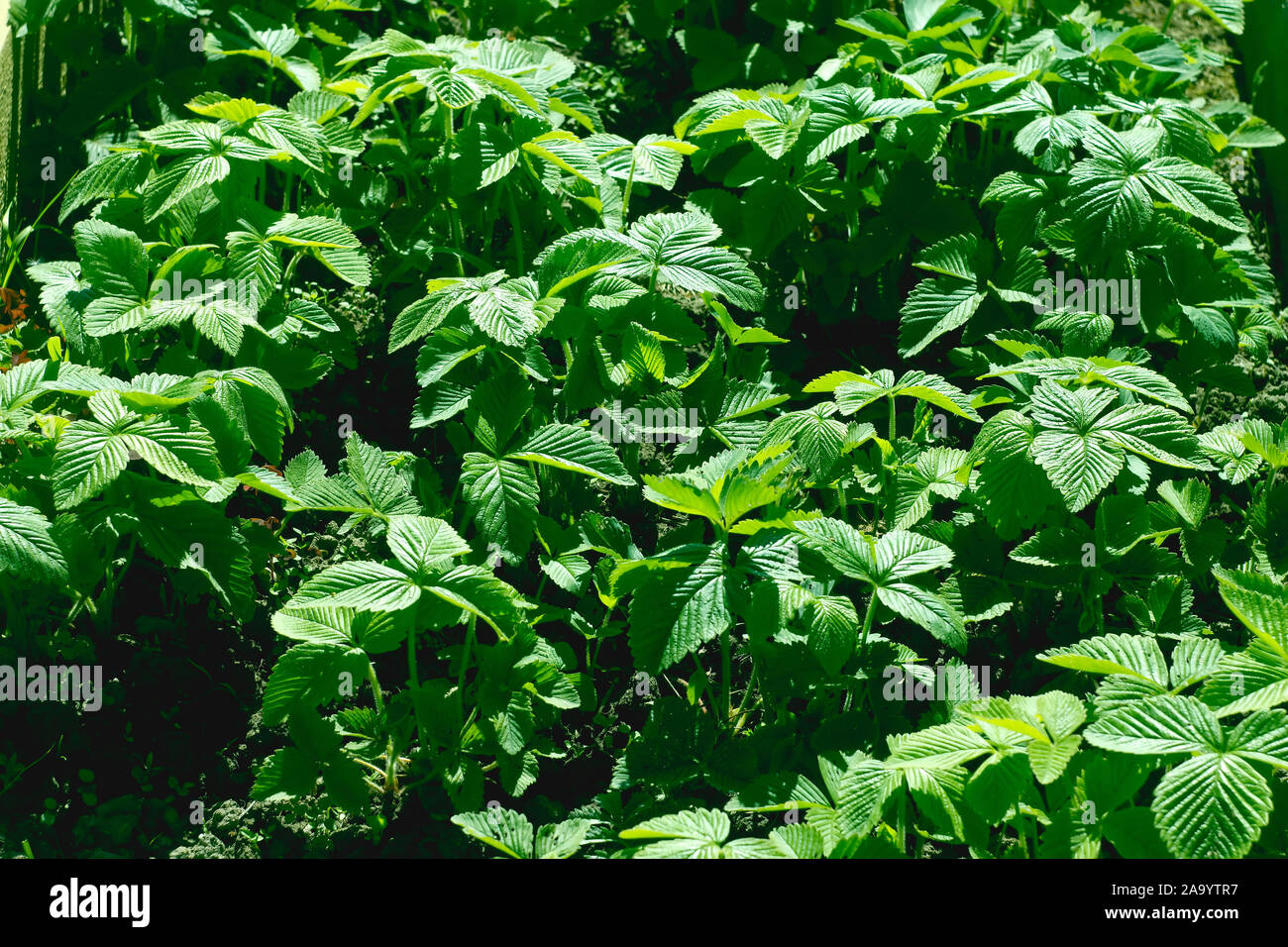 Junge Erdbeerpflanzen in der Sonne Stockfoto