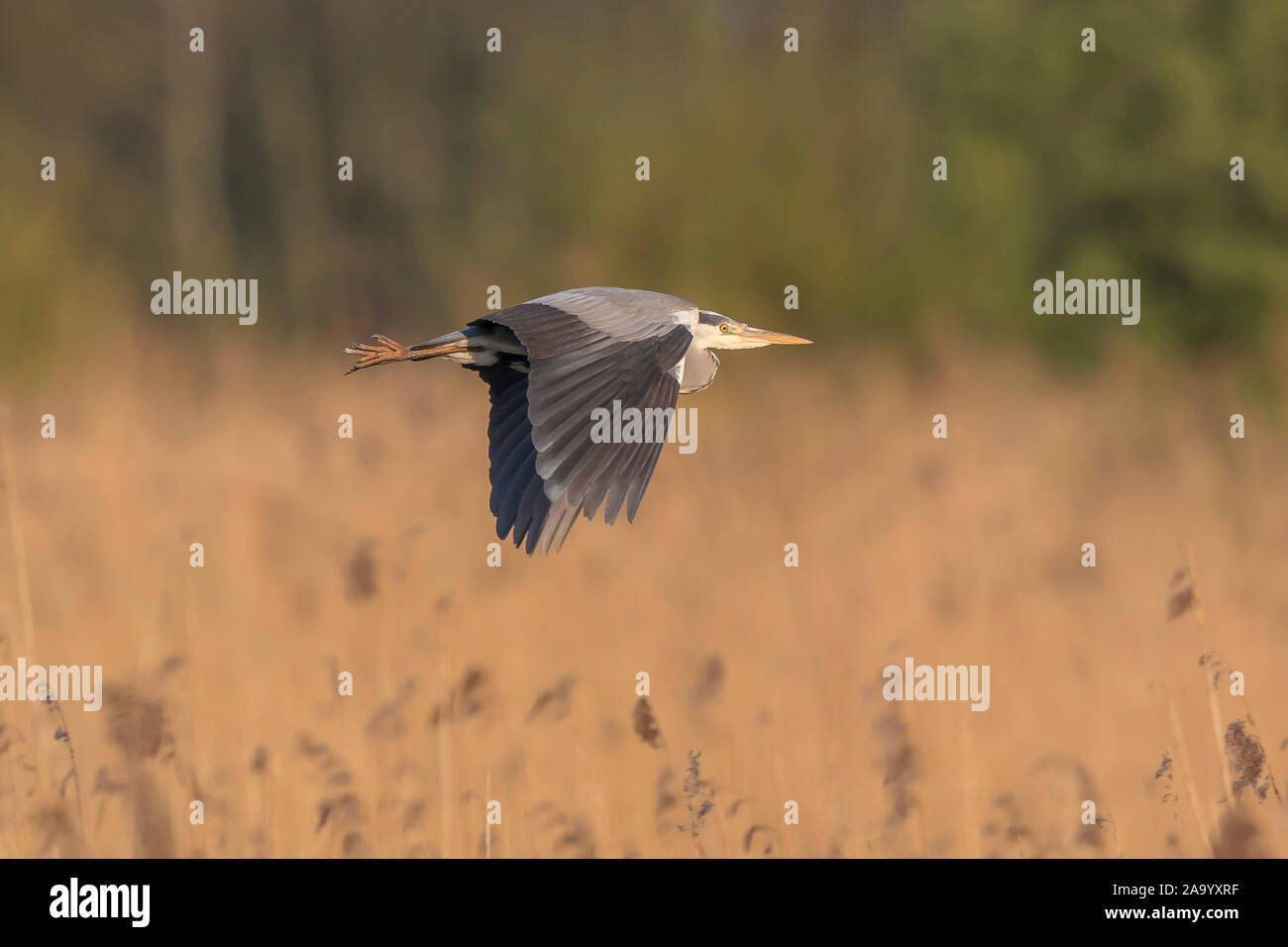 Seitenansicht des Wilden, UK Graureiher (Ardea cinerea) Vogel im Flug im natürlichen Lebensraum isoliert, fliegen über Feuchtgebiete Sümpfe, Flügel nach unten streichen. Stockfoto