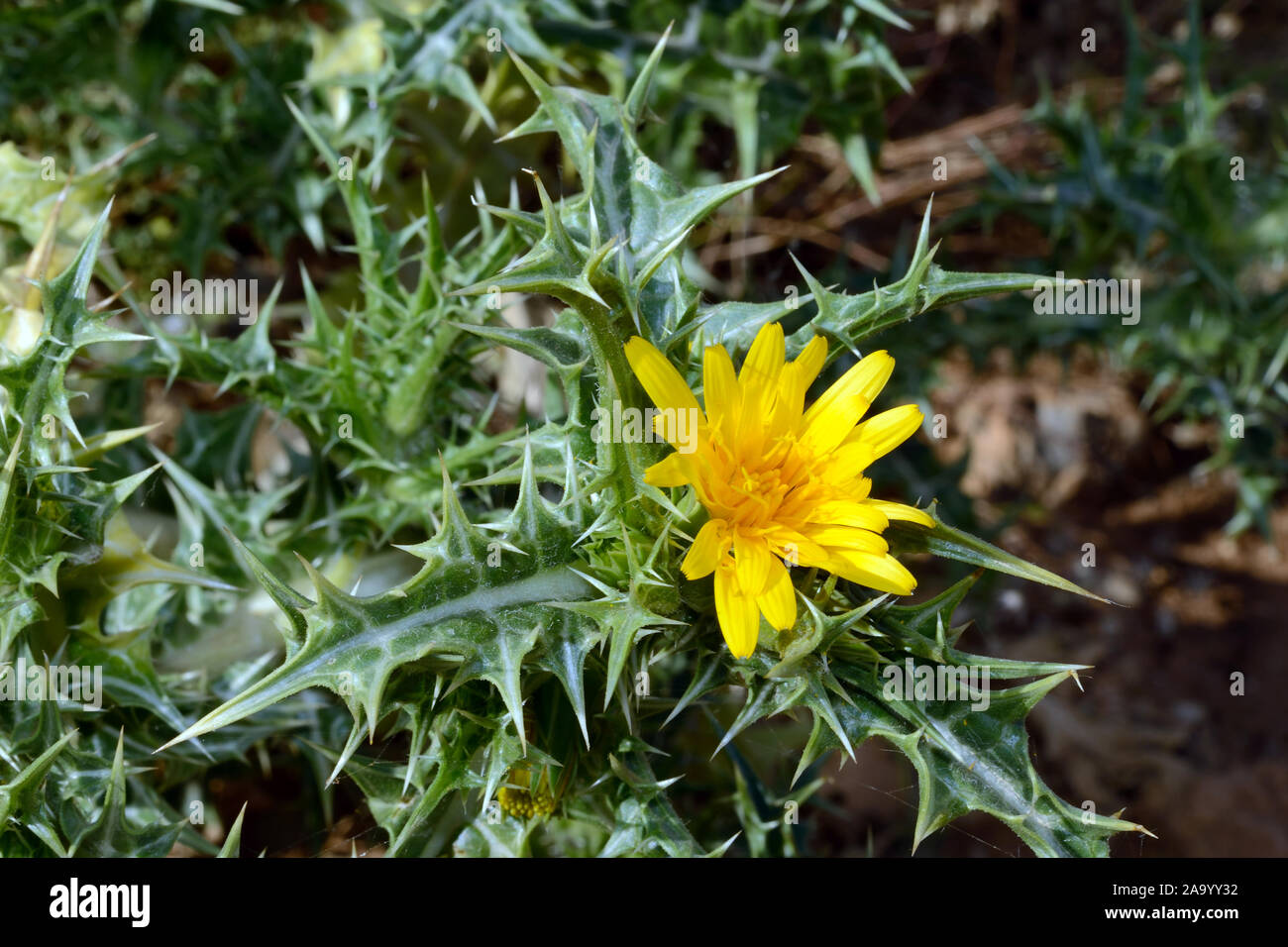 Scolymus maculatus (golden Thistle getupft) ist im Mittelmeerraum und auf den Kanarischen Inseln gefunden. Stockfoto