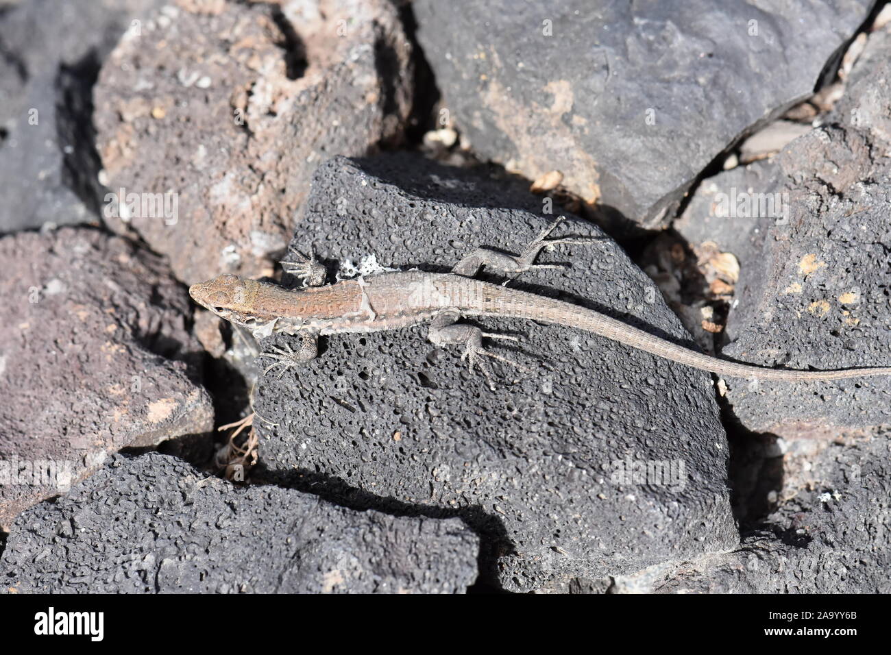 Die Teneriffa GALLOTIA GALLOTI Lizard junge Muster Haut Austausch Stockfoto