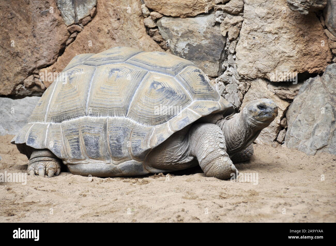 Die riesige Schildkröte Centrochelys gigantea Stockfoto