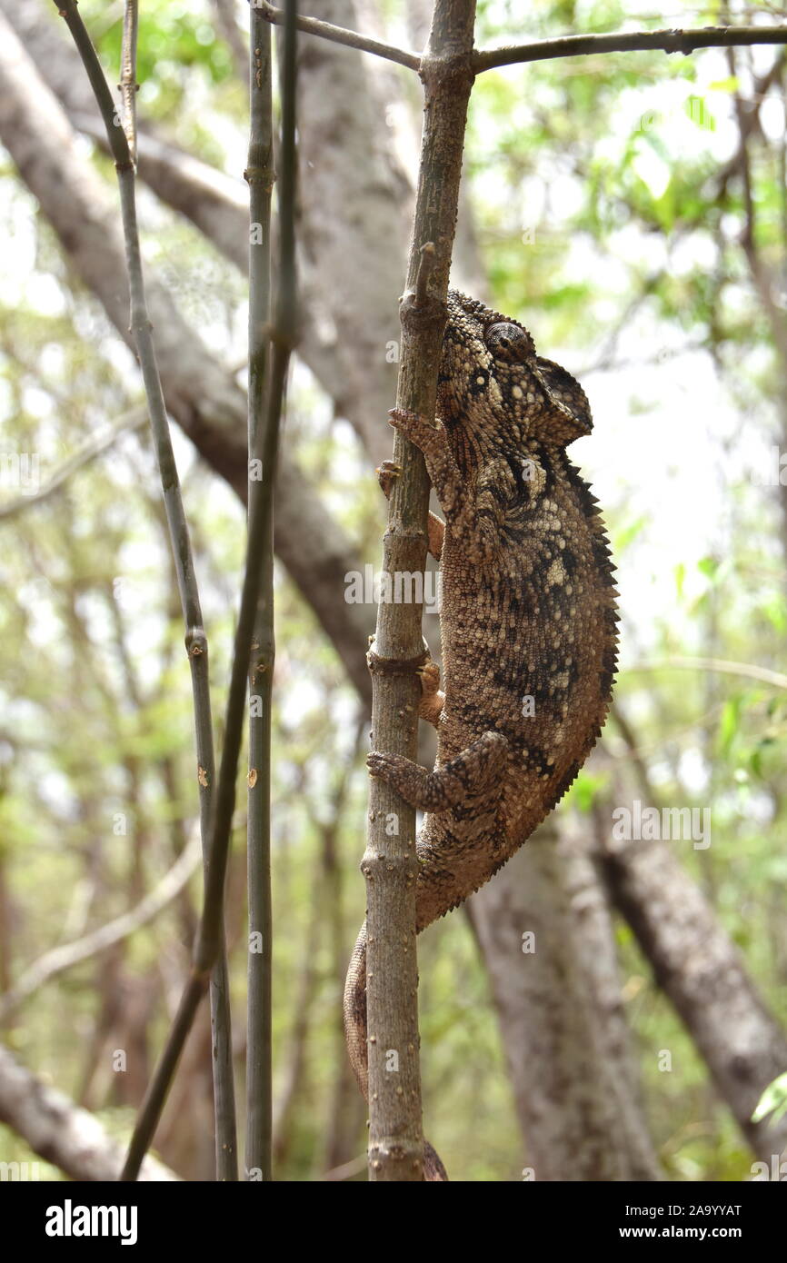 Der madagassischen riesigen Oustalets Chamäleon Furcifer oustaleti in einem Wald Stockfoto