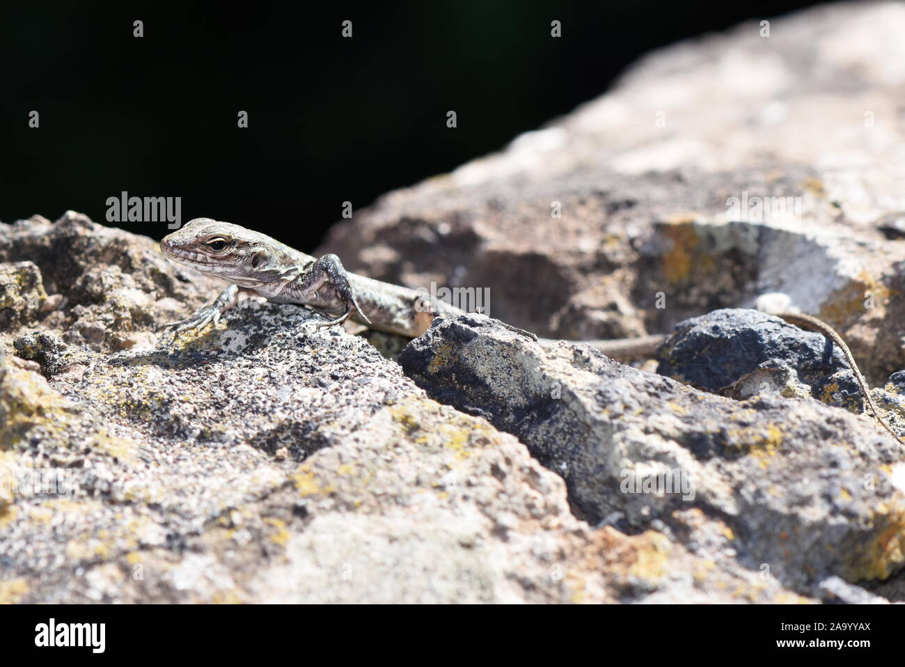 Das Gran Canaria riesige Echse Gallotia stehlini junge Muster Stockfoto