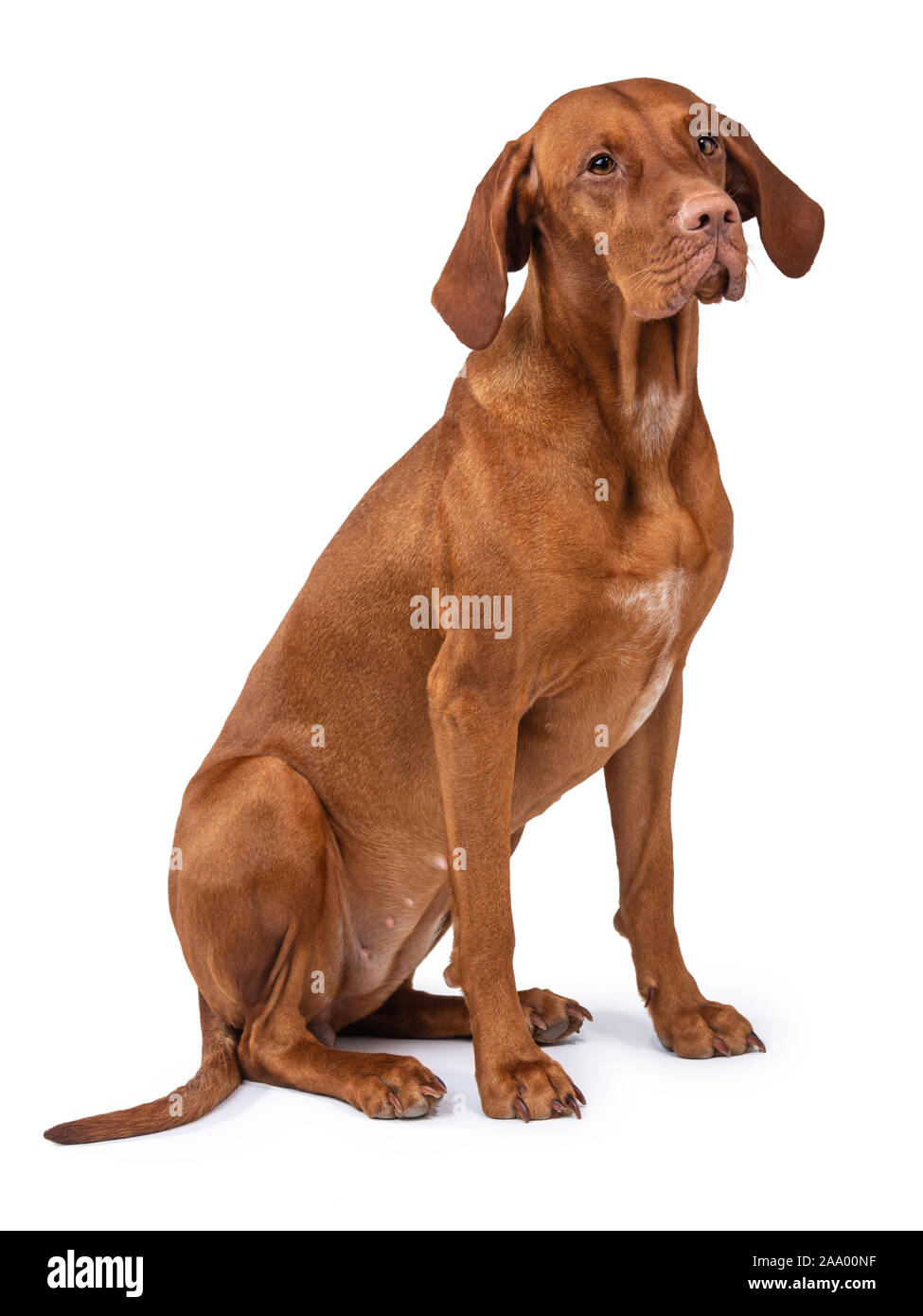 Ungarische Vizsla Hund (Magyar vizsla) isoliert Stockfoto