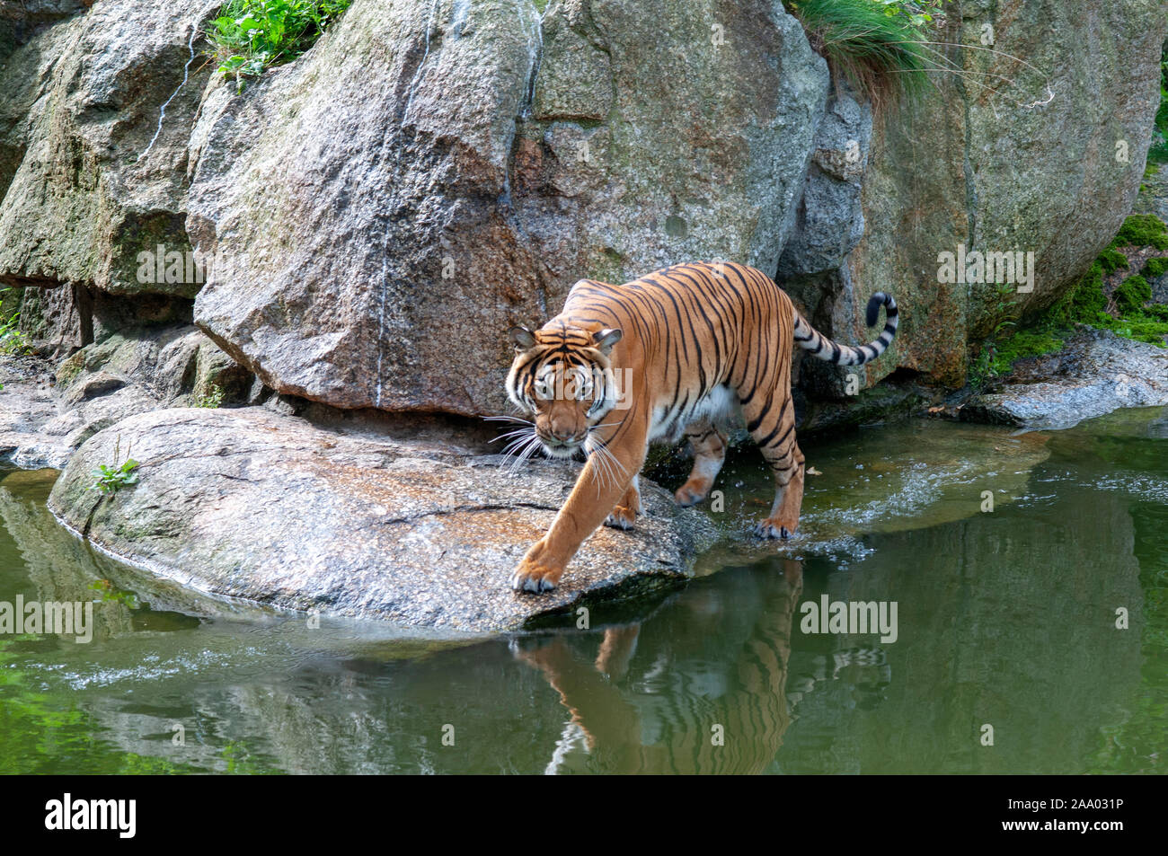 Tiger In Berlin Zoo Stockfotos und bilder Kaufen Alamy