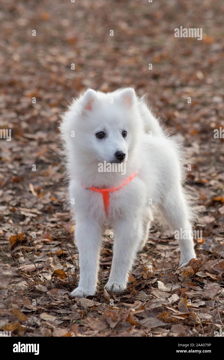 Cute japanischer spitz Welpen im schönen Hundehalsband steht im Herbst Park. Heimtiere. Reinrassigen Hund. Stockfoto