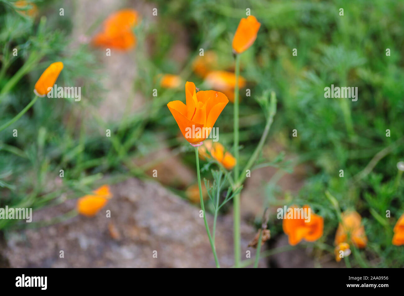 In der Nähe von Kalifornien Mohn Eschscholzia californica während der Blütezeit Stockfoto