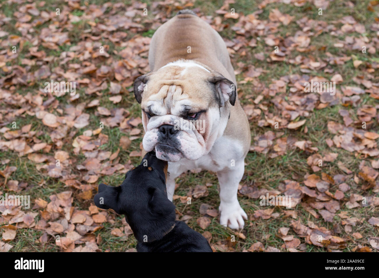 Miniatur englische bulldogge -Fotos und -Bildmaterial in hoher ..., حجم الصورة 1300x956