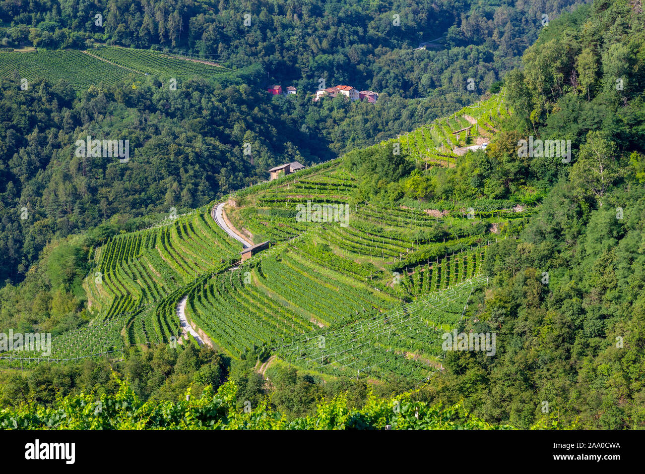 Grün, Terrassen, wo Weinberge angebaut werden, bilden eine schöne Landschaft Stockfoto
