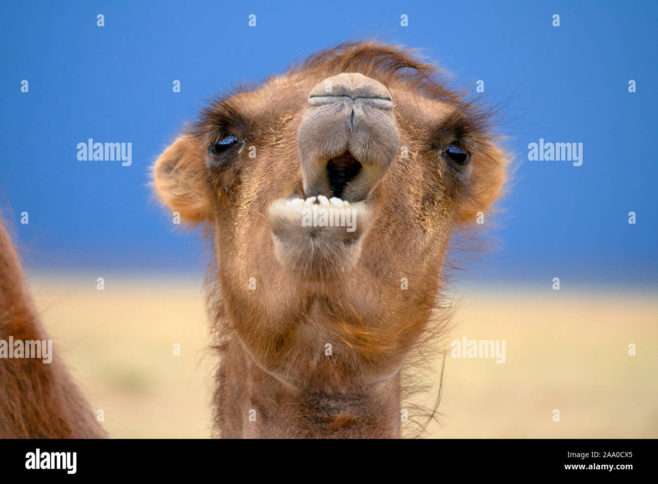 Bactrian camel Portrait in der Wüste Stockfoto