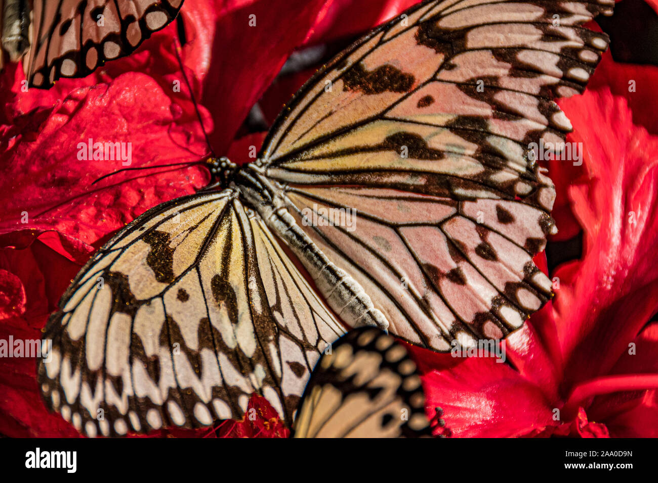 In der Nähe von Schwarzen und Weißen Schmetterling mit seinen Flügel posiert auf einer Blume. Stockfoto