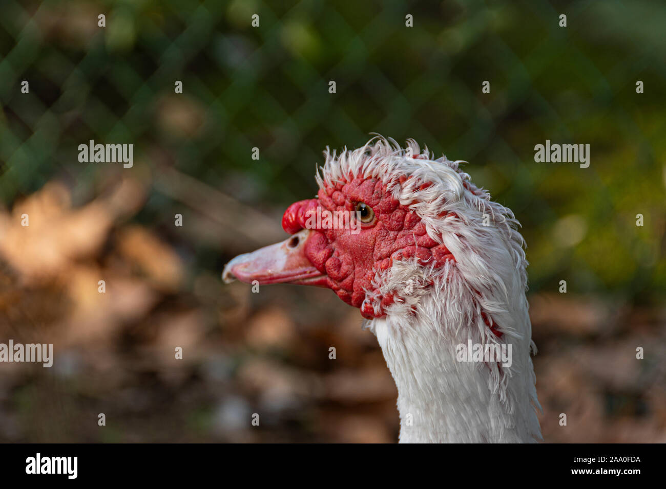 Nahaufnahme des Gesichts eines muscovy Duck. Aranjuez, Madrid. Spanien Stockfoto