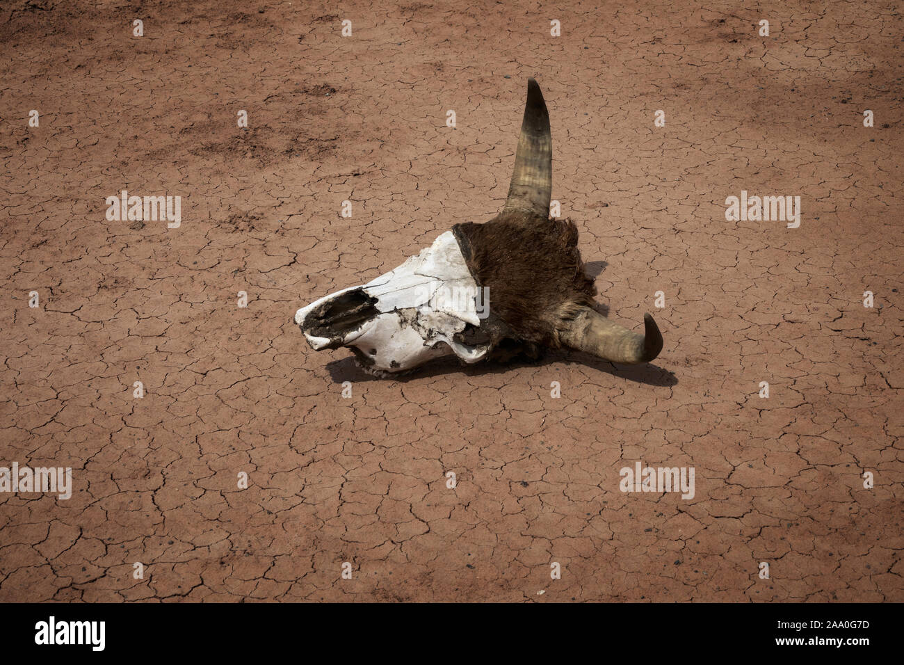 Kuh Schädel auf trockene Rissige Erde bei Dürre Stockfoto