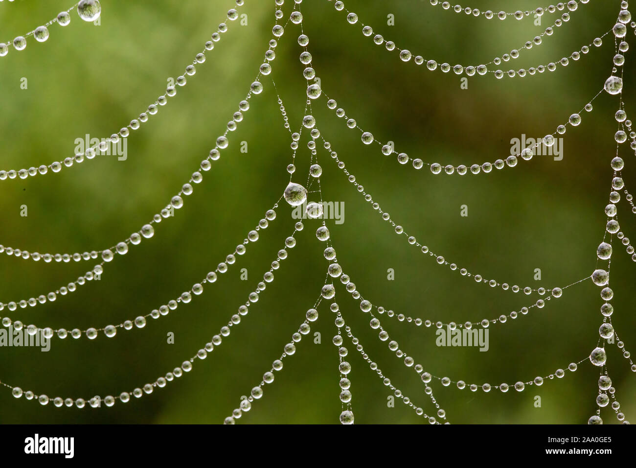 Tautropfen in Spinnennetz Makro Stockfoto