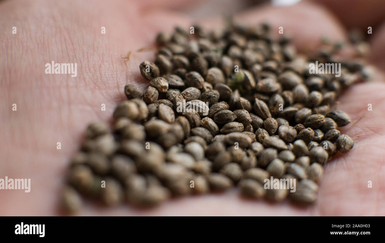 Marihuana samen. Gesund Cannabis Samen für die tausendjährigen Menschen  Stockfotografie - Alamy