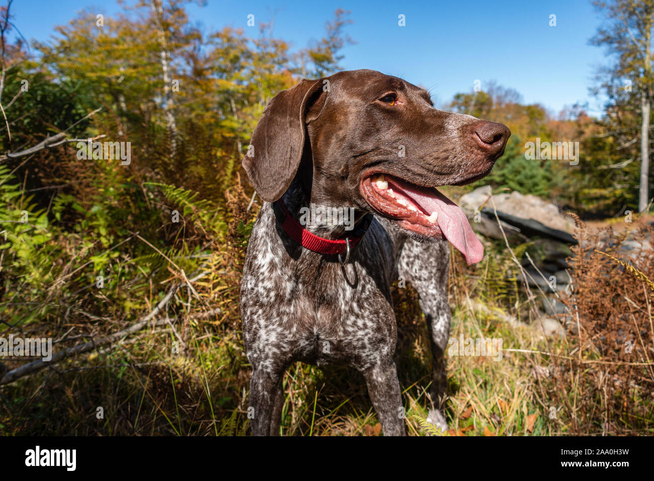 Deutsch Kurzhaar Pointer APS Hund Jagd auf Vögel im Herbst in New York Natur Stockfoto