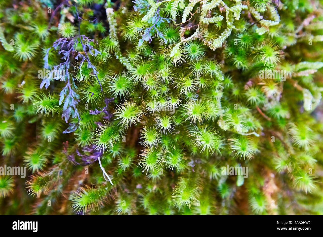 Moss layer closeup Stockfoto