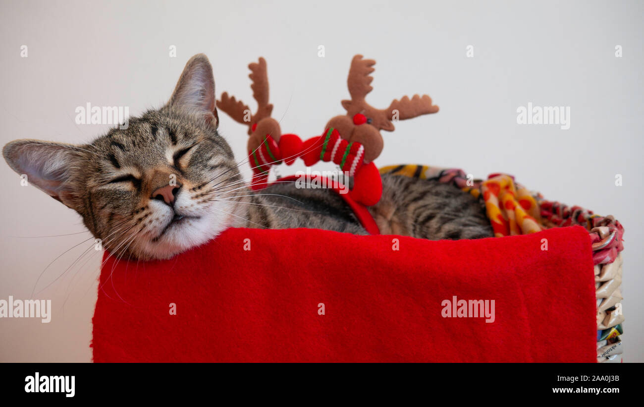 Müde Tom Cat ist das schlafen in einem Korb in der Weihnachts- und Neujahrsferien. Katze versteckt in einer roten Decke mit einem Rentier Haarband. Stockfoto