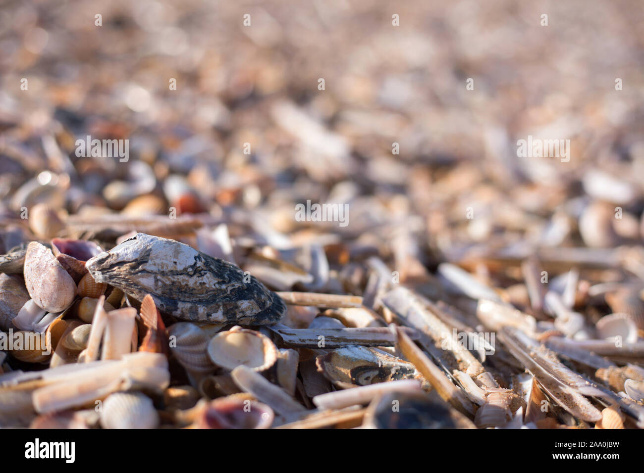 Zerbrochene Rasurmuscheln an einem Strand von Norfolk Stockfoto
