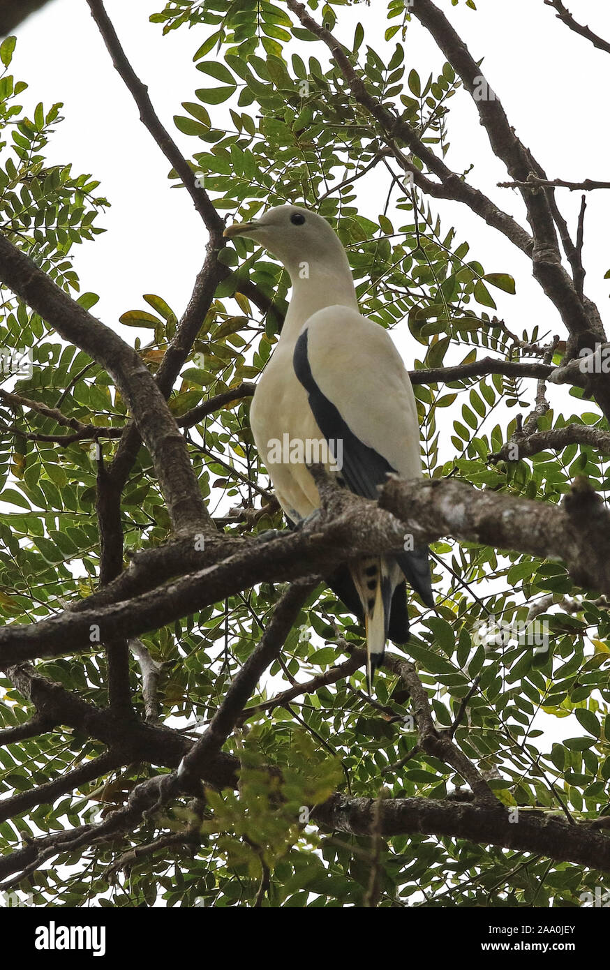 Torresian Imperial pigeon (Ducula spilorrhoa) Erwachsenen auf dem Zweig Port Moresby, Papua Neu Guinea Juli gehockt Stockfoto