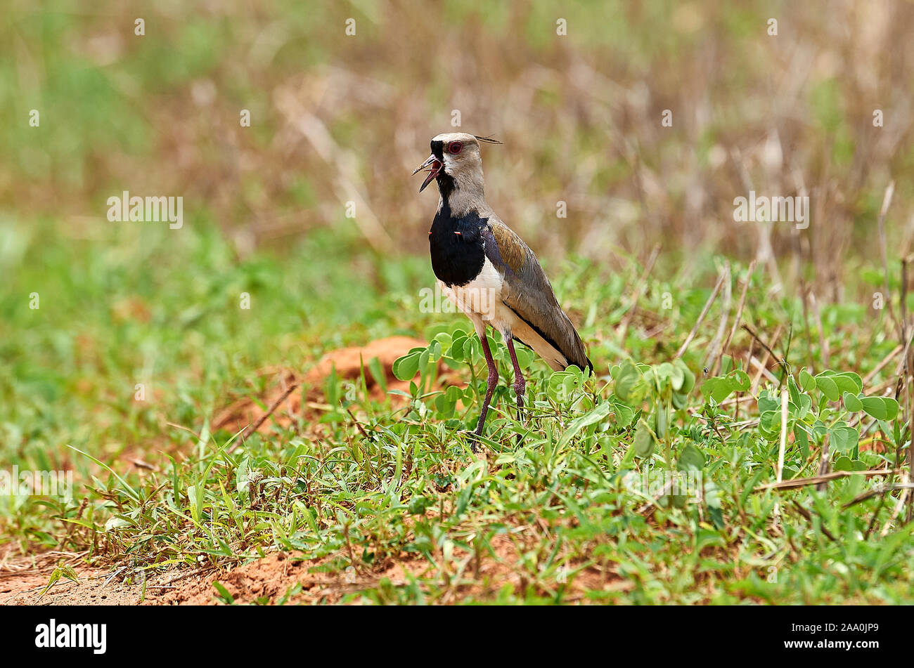 Südlichen Kiebitz (Vanellus Chilensis), Mato Grosso, Brasilien Stockfoto