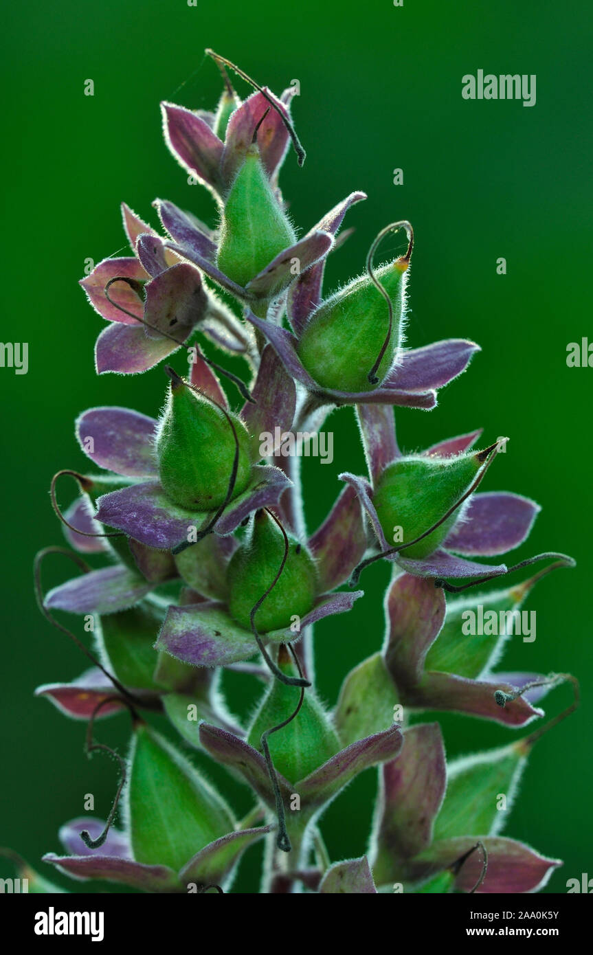 Reifung Fingerhut Samenkapseln. Dorset, Großbritannien, Juli 2013 Stockfoto