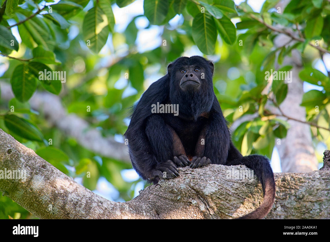 Schwarzer Brüllaffe (Alouatta caraya) männlich, das Pantanal, Mato Grosso, Brasilien Stockfoto