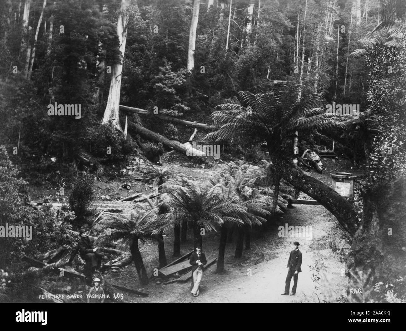 Schwarz-weiß Foto von Menschen standen auf einem unbefestigten Pfad in der Fern Tree Bower an den Mount Wellington in der Nähe von Hobart, Tasmanien, Australien, durch die der Fotograf Frank Coxhead, 1885. Von der New York Public Library. () Stockfoto