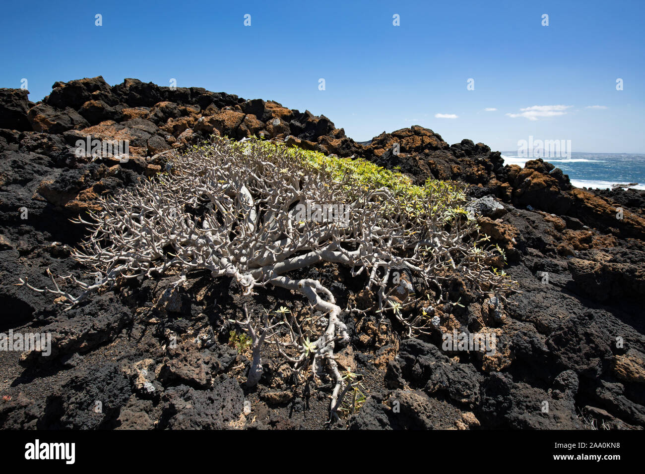 Vegetation wächst auf vulkanischen Felsen Lanzarote, Spanien Stockfoto
