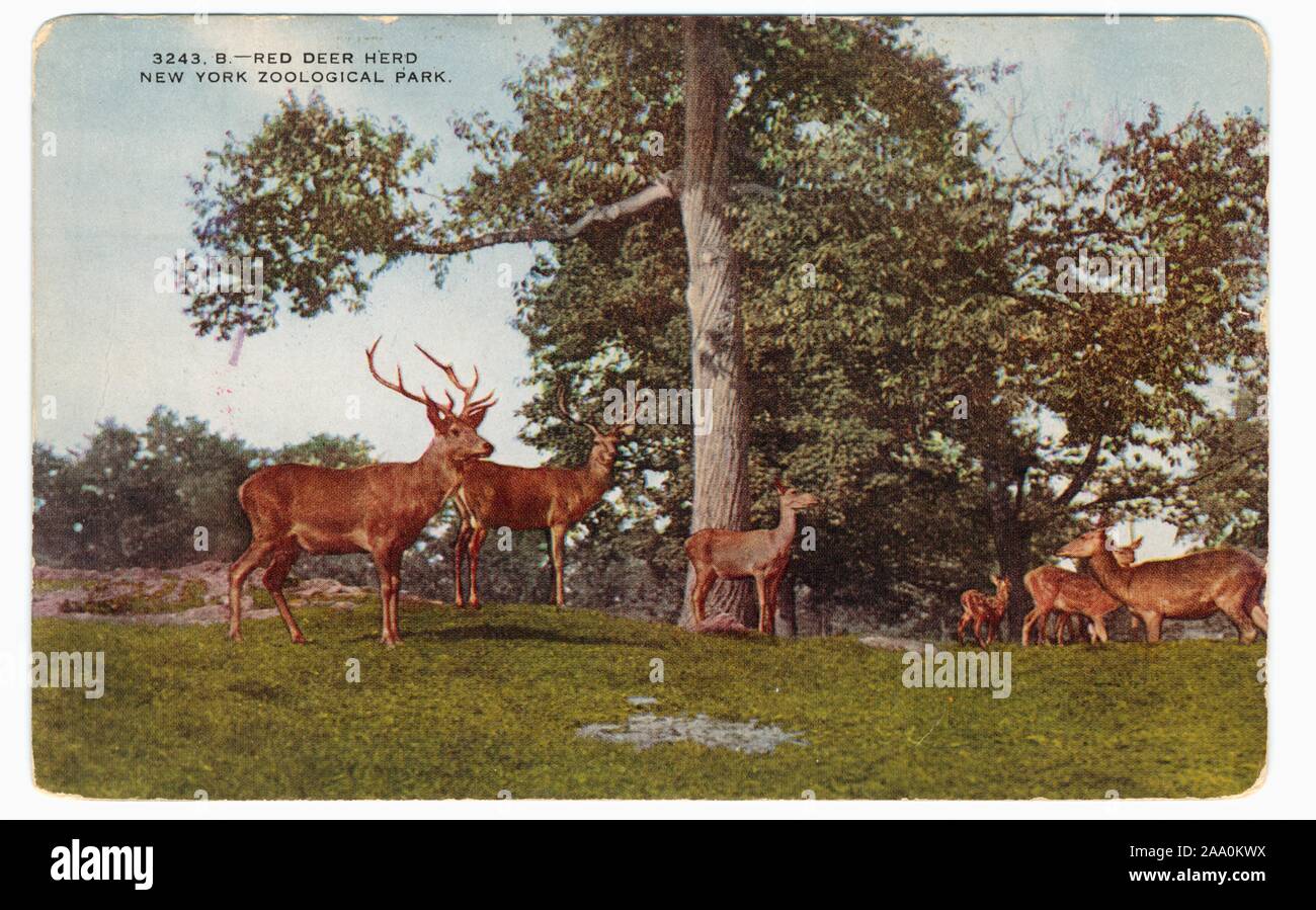 Illustrierte Postkarte von einer Herde von Red deer Herde in einem bewaldeten Gebiet an der New York City Zoological Park, die jetzt als die Bronx Zoo, New York City, von der New York Zoological Society, 1908 veröffentlicht. Von der New York Public Library. () Stockfoto