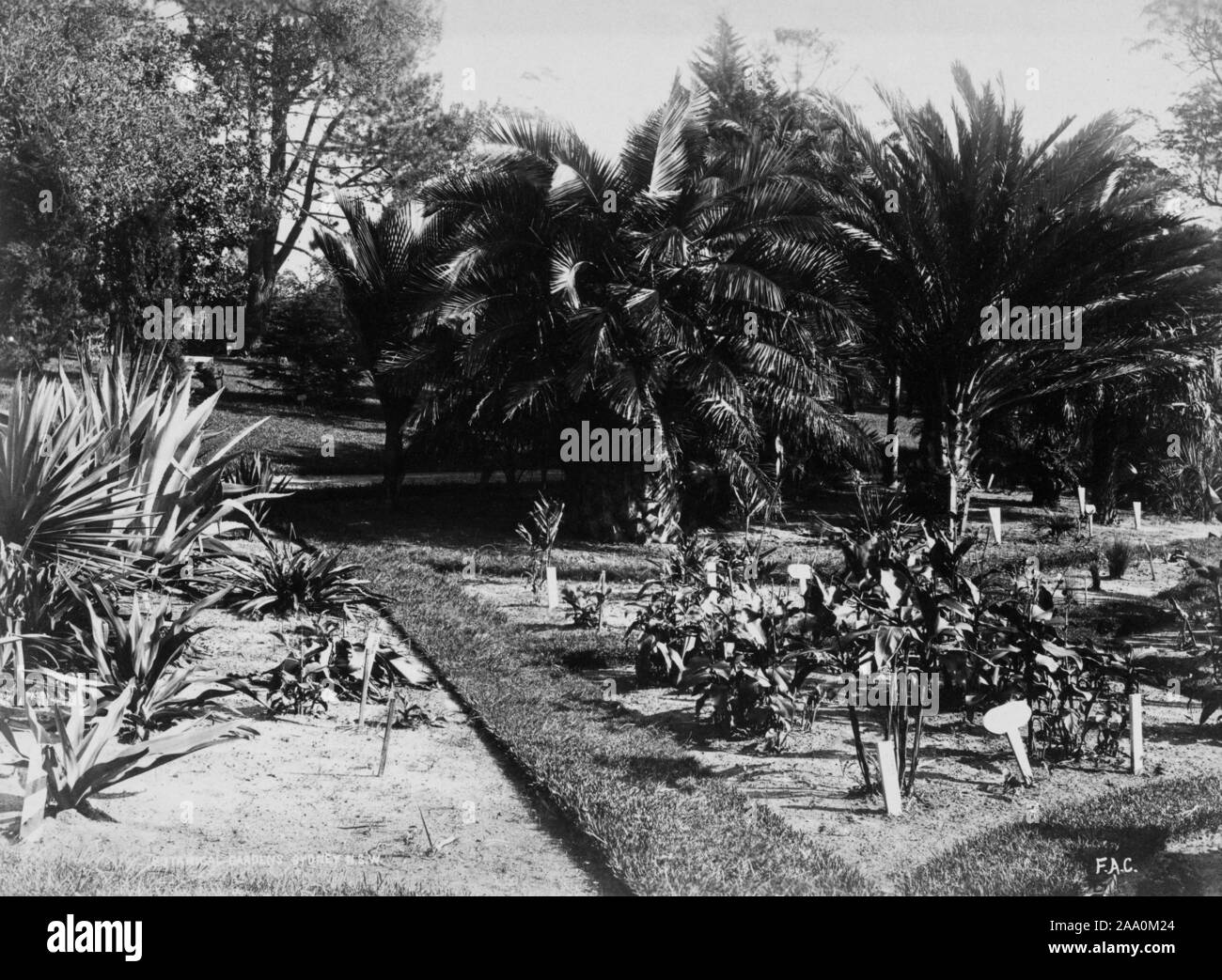 Schwarz-weiß Foto von einem Garten und einige Palmen im Hintergrund in den Königlichen Botanischen Garten in Sydney, New South Wales, Australien, durch die der Fotograf Frank Coxhead, 1885. Von der New York Public Library. () Stockfoto