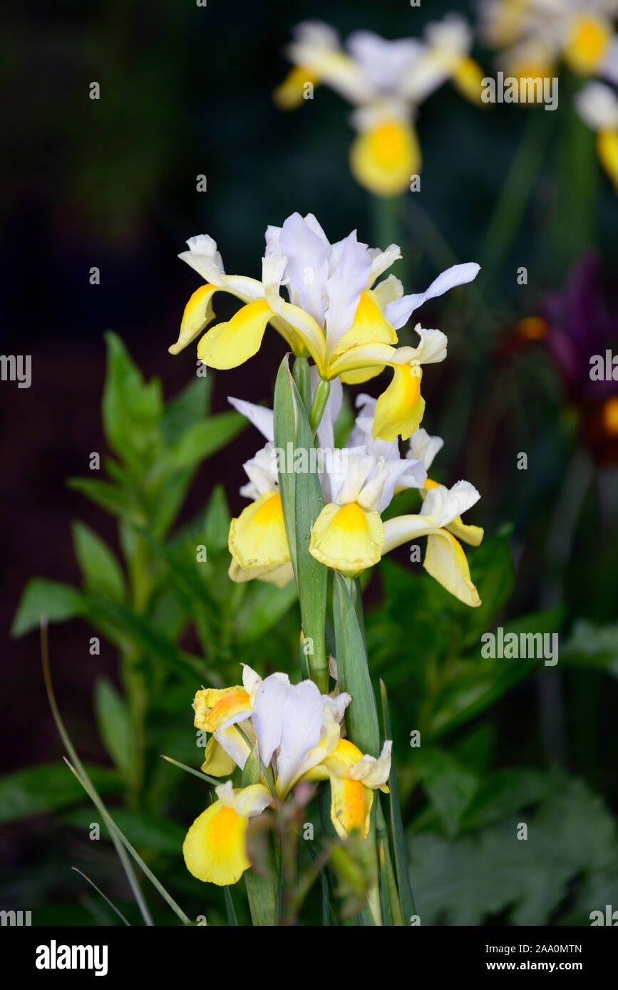 Dutch Iris Angel Wings, Iris x hollandica Angel Wings, Gelb, Weiß