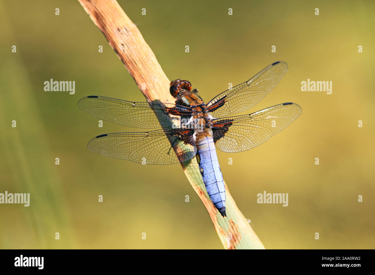 Plattbauchlibelle (Libellula depressa) in einer Sitzwarte. Stockfoto