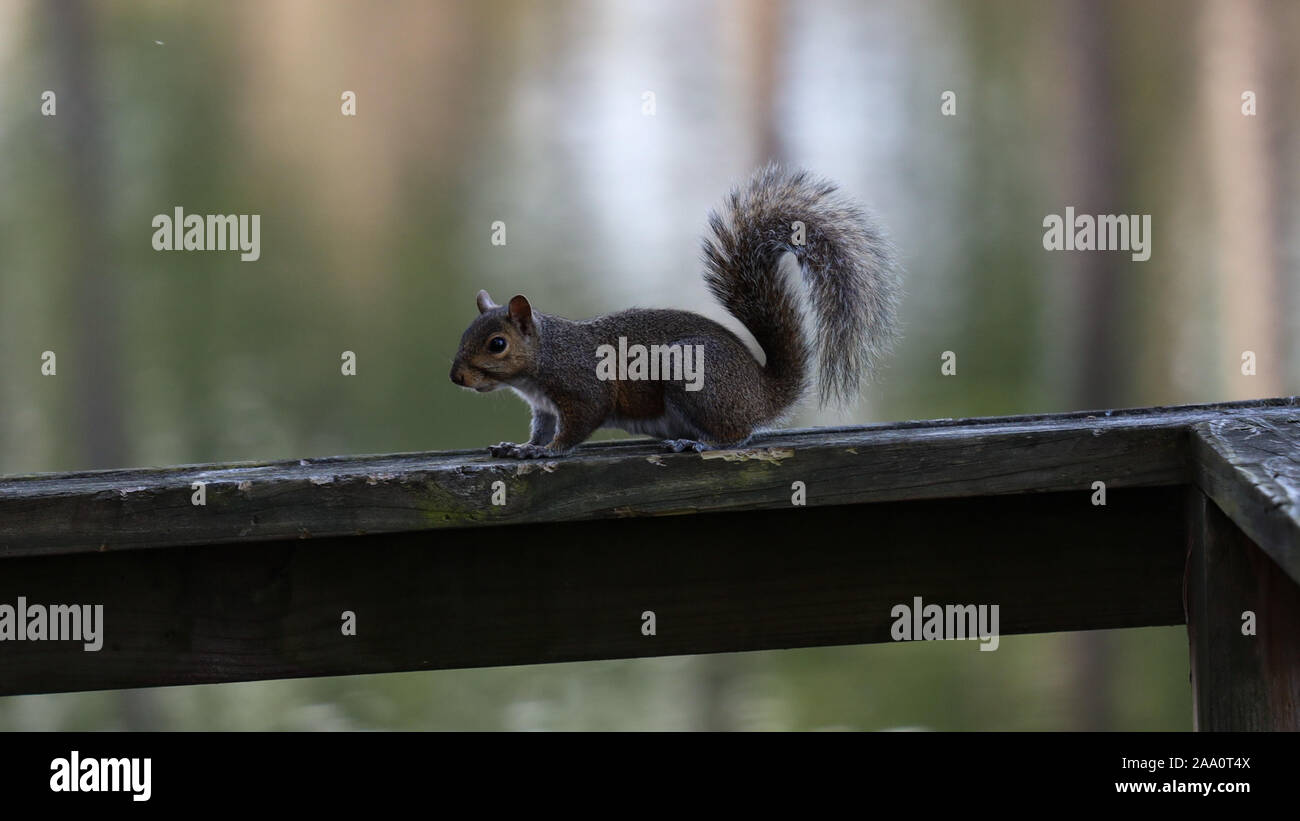 Eichhörnchen auf der Schiene Stockfoto