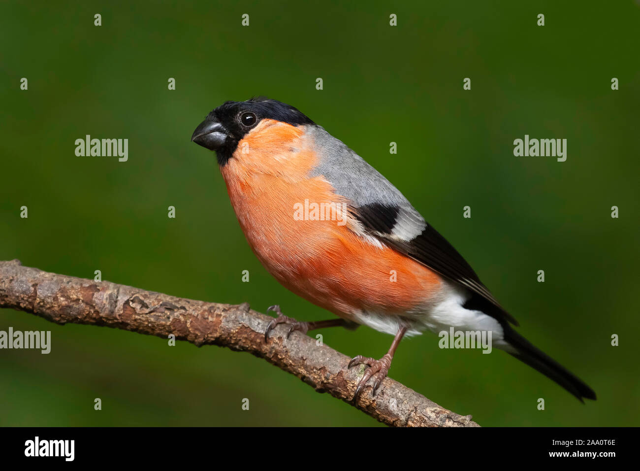 Dompfaff Wild Bird Nahaufnahme Sitzen auf einem kleinen Zweig. Schöne rote breasted Tier in der Natur. Stockfoto
