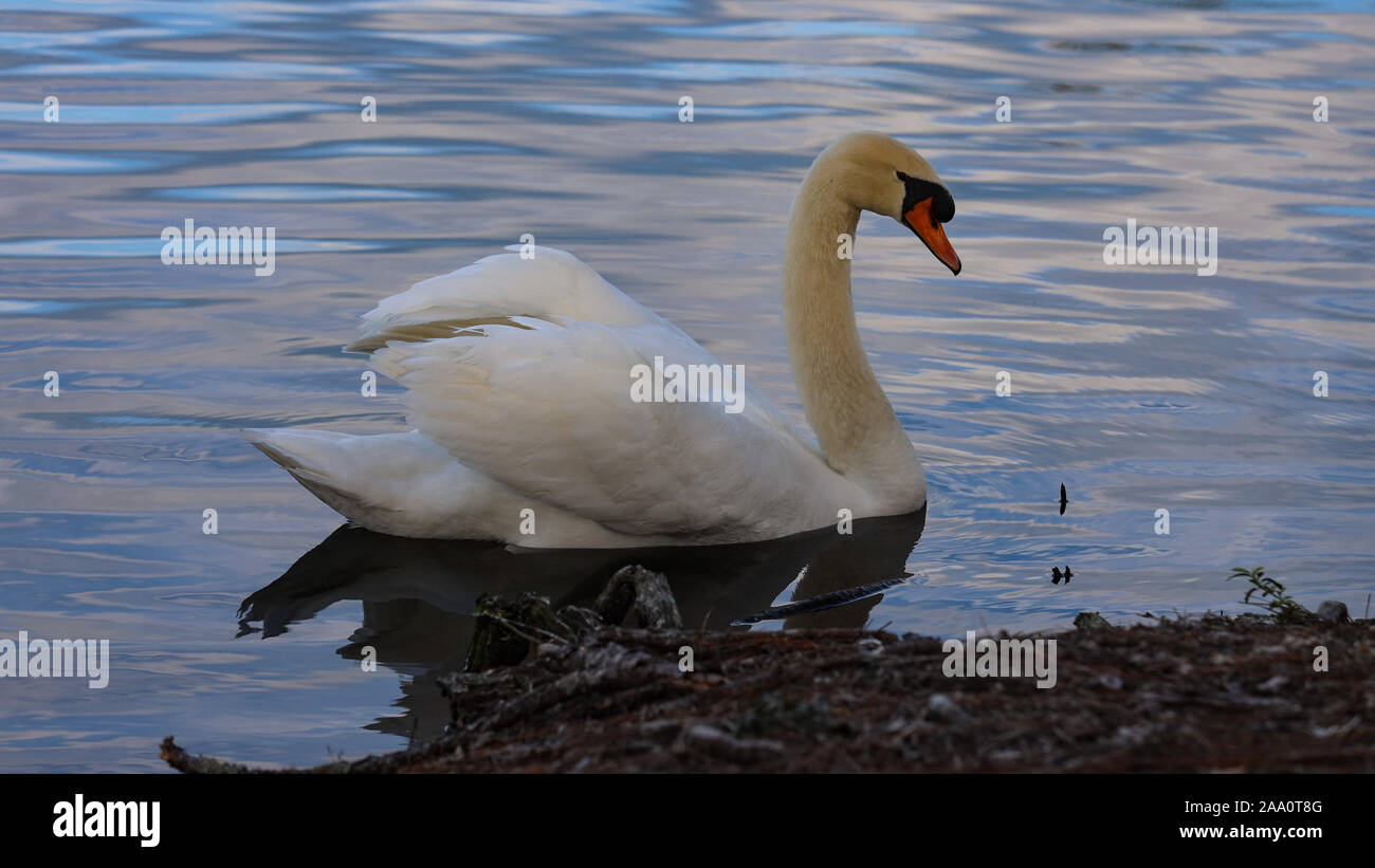 Schwan im Teich Stockfoto