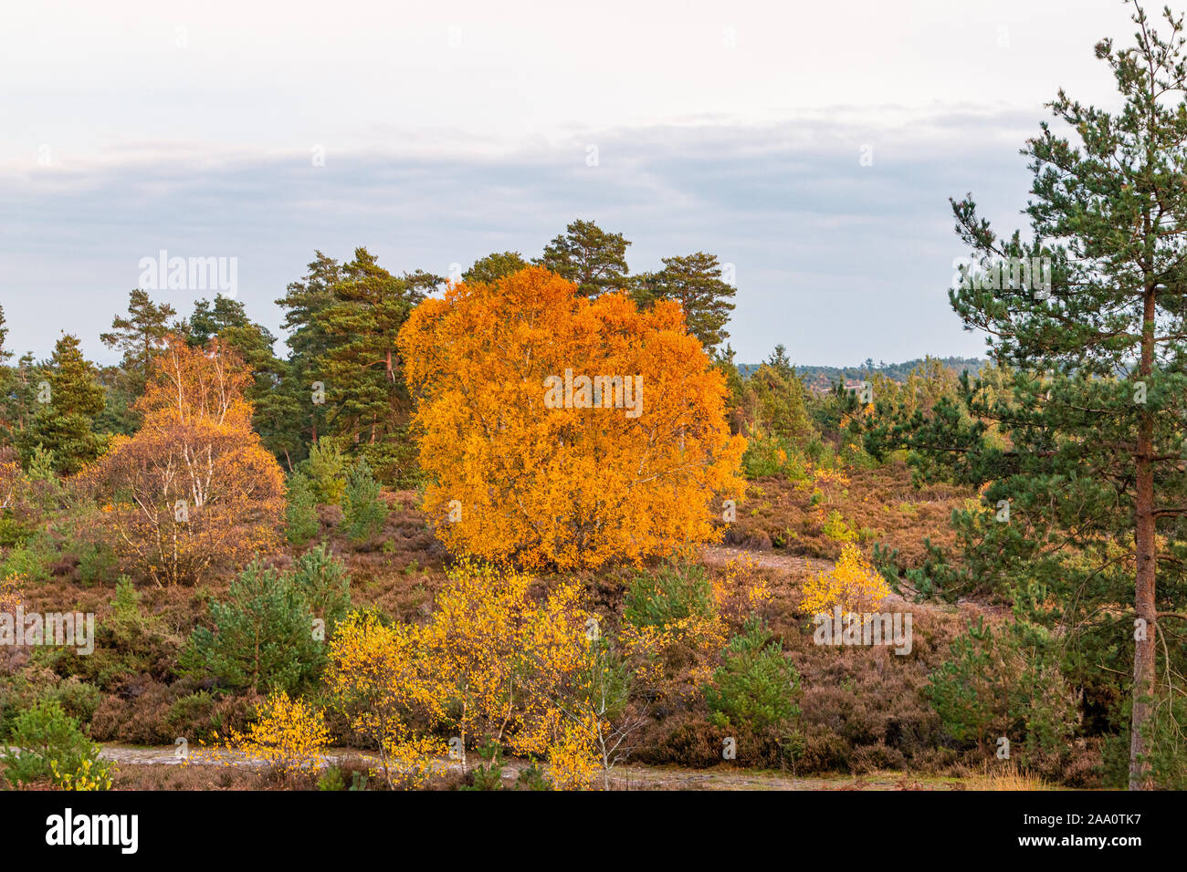 Silver Birch voller Herbst Farbe Stockfotografie - Alamy