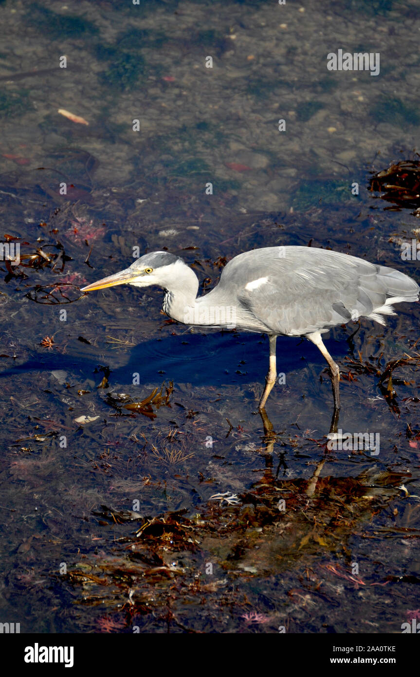 Magestic suchen Graureiher vogel Angeln in Aberaeron Hafen bei Ebbe. Stockfoto