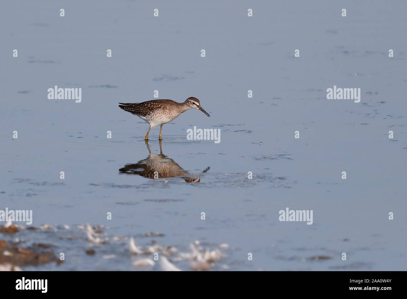 Bruchwasserläufer auf Durchgang Stockfoto