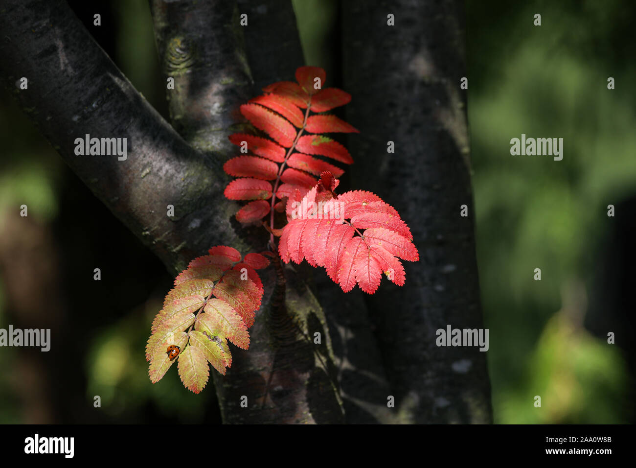 Rowan aka Berg - Esche (Sorbus aucuparia) Blätter im Herbst Farben Stockfoto