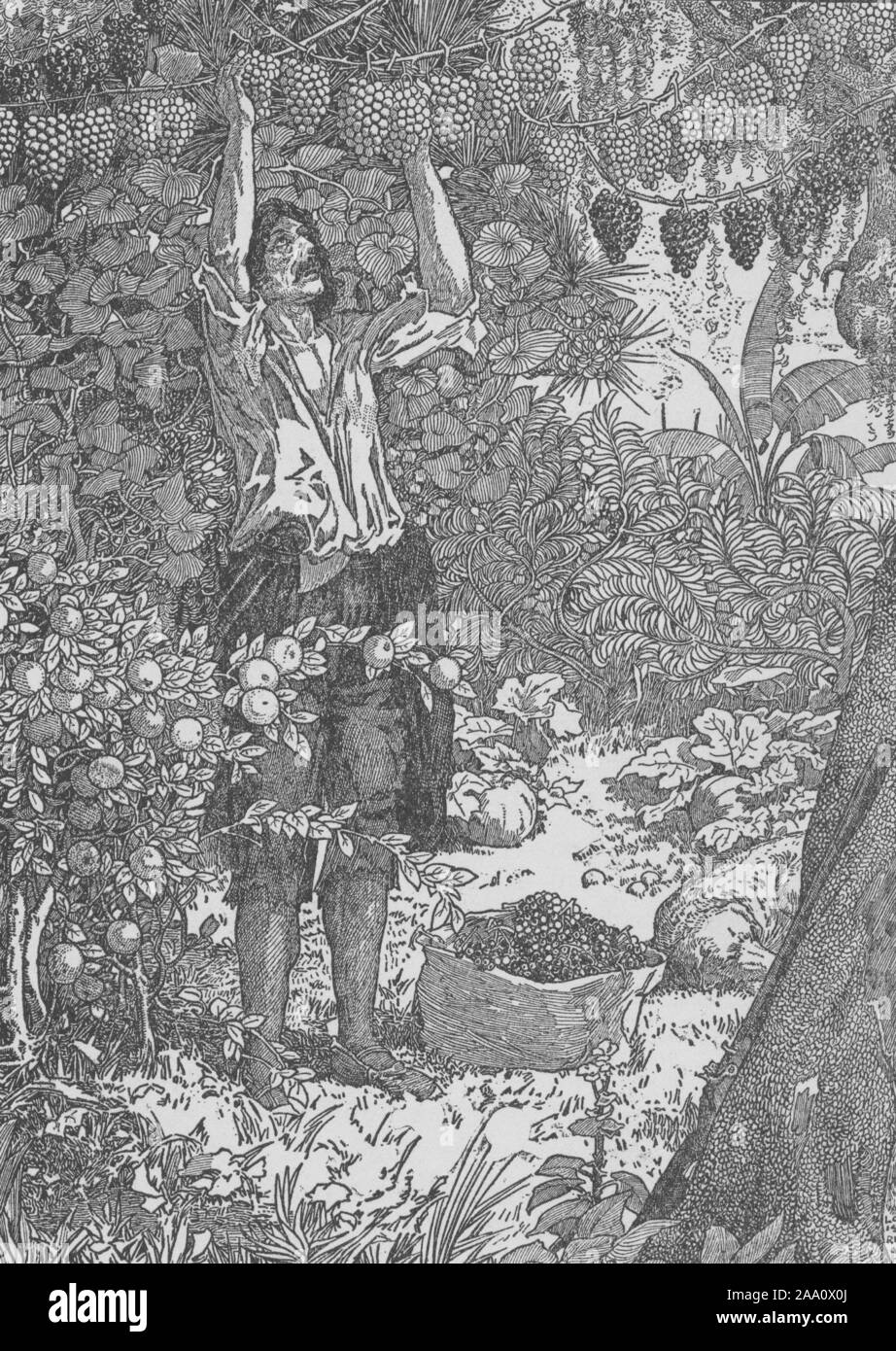 Illustrator. Monochrome Darstellung einer Szene aus dem Buch "Robinson Crusoe" von Daniel Defoe, mit Crusoe hängenden wilden Trauben aus Weinbergen zu trocknen, von Louis Rhead, von Harper Brothers, 1900 veröffentlicht. Von der New York Public Library. () Stockfoto