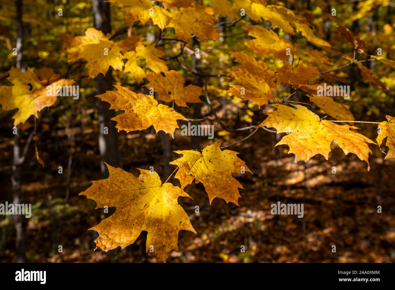 Schöne und bunte Blätter im Herbst Wald im Nationalpark gefallen Stockfoto