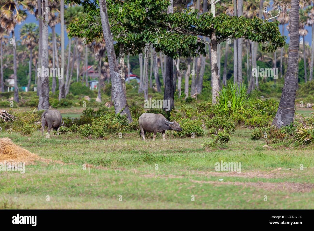 Waterbuffalos Weiden zwischen Palmen und Büschen. Typische Szene für Indochina. Stockfoto