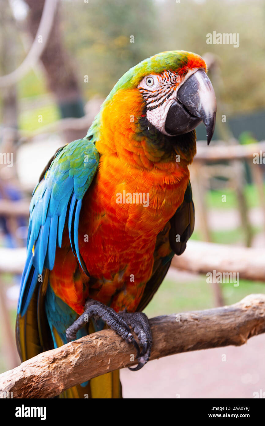 Ara Papagei auf Zweige, blau, gelb, orange bunten Papageien im Zoo. Stockfoto
