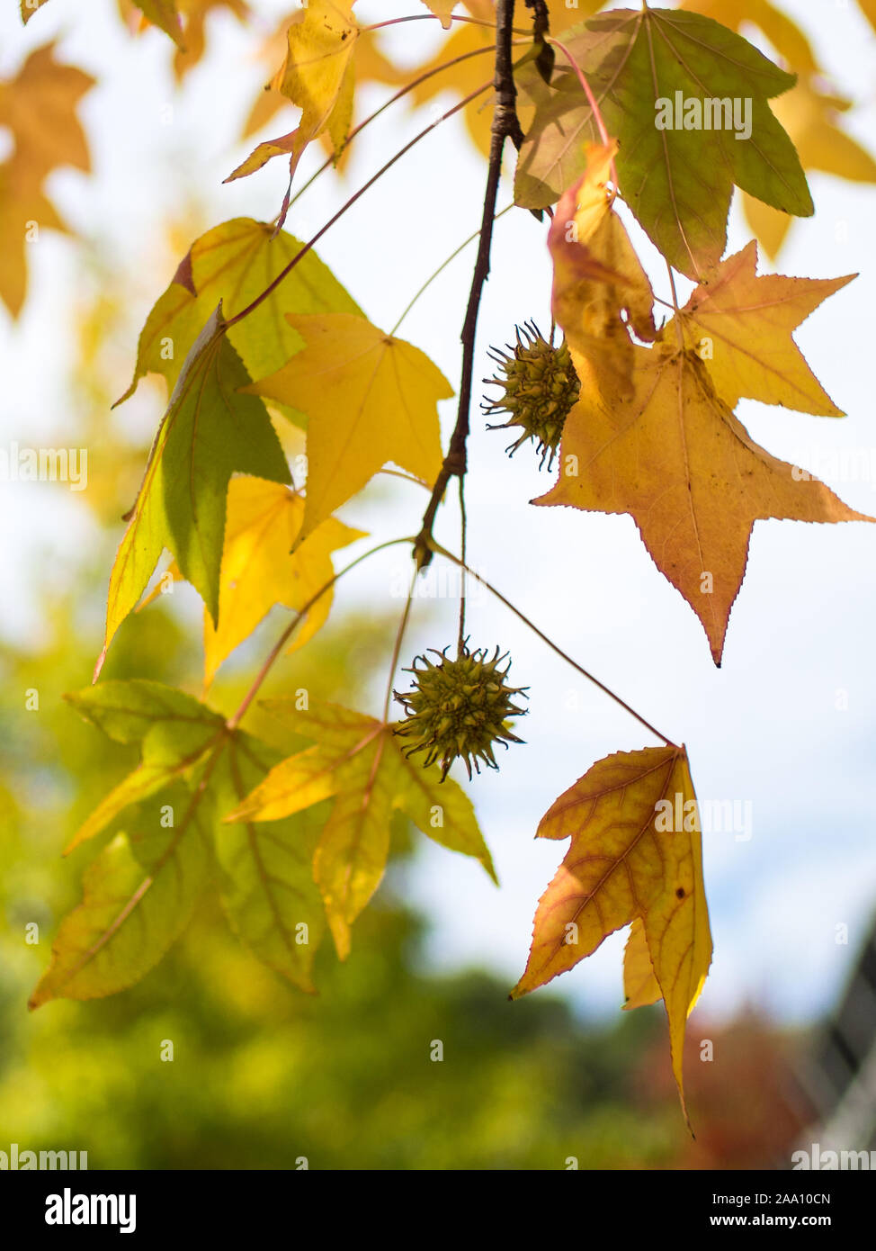 Detail der liquidambar Herbstliche Blätter mit unscharfen Hintergrund Stockfoto